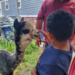 A child pets an alpaca on the nose