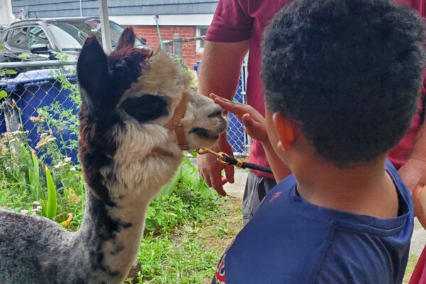 A child pets an alpaca on the nose